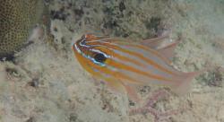 Yellowstriped cardinalfish